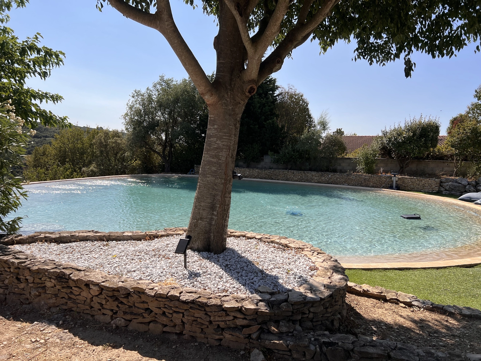 Piscine de forme libre autour d’un arbre à Saint-Maximin